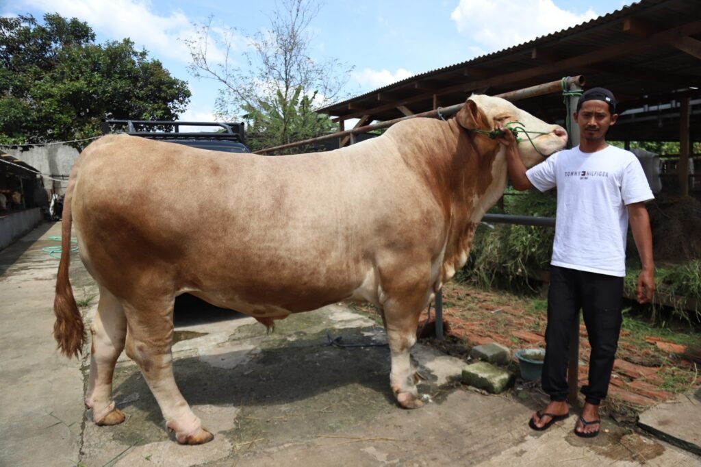 51921parjo-sapi-kurban-presiden-asal-kota-tangerang-dengan-bobot-1-15-ton-51921