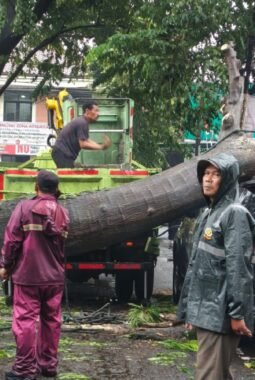 Hujan Angin Tumbangkan Pohon di Kawasan Pendidikan Cikokol 