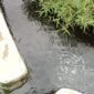 Drainase Air Warga Terdampak Air Lindi, Terlihat Warna Air Sangat Hitam Pekat (Foto: Investigasi/Pusat-Berita)