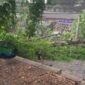 Angin Kencang Terjang Bogor (Foto: Ilustrasi)