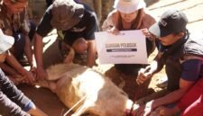 Distribusikan 7 Ekor Qurban dan Sedekah Daging (Foto: Istimewa)