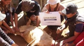 Distribusikan 7 Ekor Qurban dan Sedekah Daging (Foto: Istimewa)
