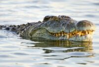 Ilustrasi seekor buaya muara. Warga Kampung Sukamanah, Desa Budi Mulya, Kecamatan Cikupa, Kabupaten Tangerang Foto: Getty Images/BirdImages.