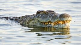 Ilustrasi seekor buaya muara. Warga Kampung Sukamanah, Desa Budi Mulya, Kecamatan Cikupa, Kabupaten Tangerang Foto: Getty Images/BirdImages.