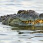 Ilustrasi seekor buaya muara. Warga Kampung Sukamanah, Desa Budi Mulya, Kecamatan Cikupa, Kabupaten Tangerang Foto: Getty Images/BirdImages.