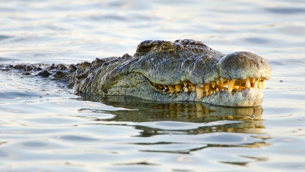Ilustrasi seekor buaya muara. Warga Kampung Sukamanah, Desa Budi Mulya, Kecamatan Cikupa, Kabupaten Tangerang Foto: Getty Images/BirdImages.