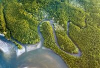 Kawasan mangrove menjadi salah satu habitat penting bagi buaya muara untuk berkembang biak. Kerusakan habitat dinilai dapat meningkatkan potensi konflik antara manusia dan satwa liar (Foto: Ilustrasi/Kimkim.com).