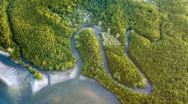 Kawasan mangrove menjadi salah satu habitat penting bagi buaya muara untuk berkembang biak. Kerusakan habitat dinilai dapat meningkatkan potensi konflik antara manusia dan satwa liar (Foto: Ilustrasi/Kimkim.com).