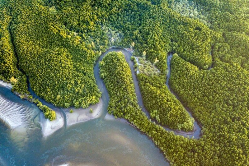 Kawasan mangrove menjadi salah satu habitat penting bagi buaya muara untuk berkembang biak. Kerusakan habitat dinilai dapat meningkatkan potensi konflik antara manusia dan satwa liar (Foto: Ilustrasi/Kimkim.com).