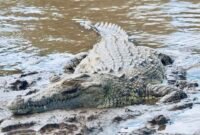 Seekor buaya tergeletak di tanah (Foto: Ilustrasi/Unsplash).