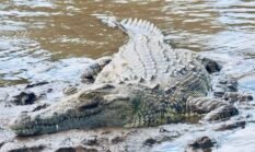Indonesia Catat Serangan Buaya Tertinggi di Dunia, Seiring Rusaknya Habitat