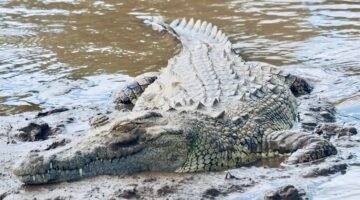 Seekor buaya tergeletak di tanah (Foto: Ilustrasi/Unsplash).