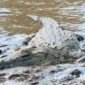 Seekor buaya tergeletak di tanah (Foto: Ilustrasi/Unsplash).