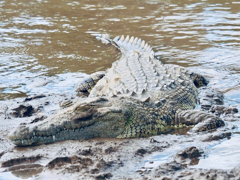 Seekor buaya tergeletak di tanah (Foto: Ilustrasi/Unsplash).